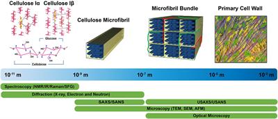 Progress and Opportunities in the Characterization of Cellulose – An Important Regulator of Cell Wall Growth and Mechanics